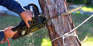 Best Tree Mulching  in Morrisville, PA
