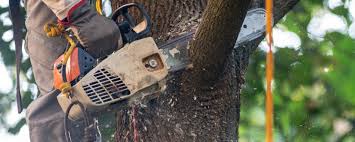 Best Tree Health Inspection  in Morrisville, PA