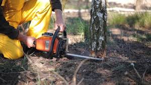 Best Tree Risk Assessment  in Morrisville, PA