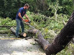 Best Arborist Consultation Services  in Morrisville, PA