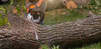 Best Soil Testing and Treatment  in Morrisville, PA