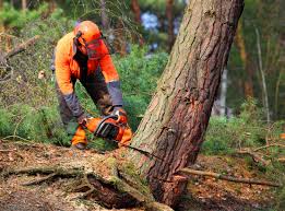 Best Hazardous Tree Removal  in Morrisville, PA