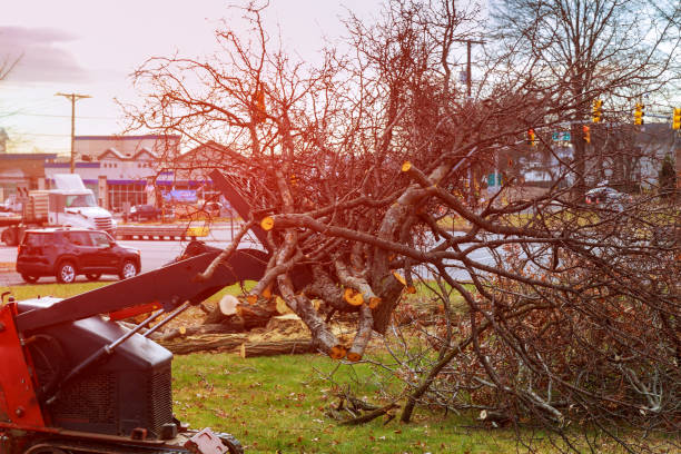 Best Emergency Tree Removal  in Morrisville, PA