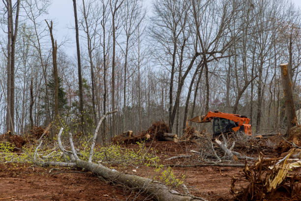 Best Tree Removal  in Morrisville, PA