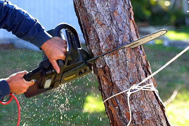 Best Leaf Removal  in Morrisville, PA