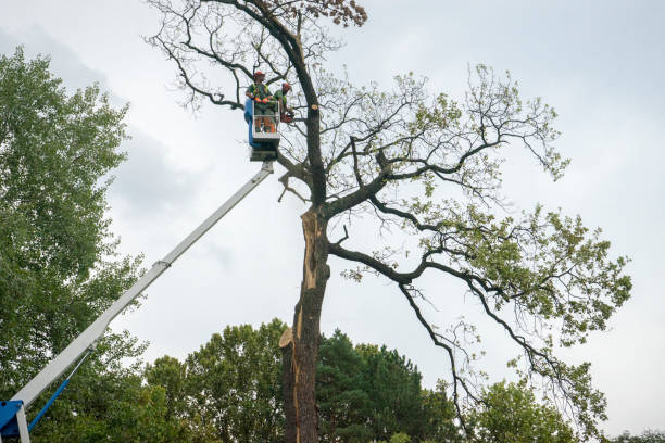 Best Tree Trimming and Pruning  in Morrisville, PA