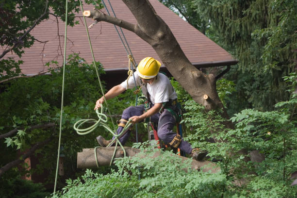 Best Aeration Services  in Morrisville, PA