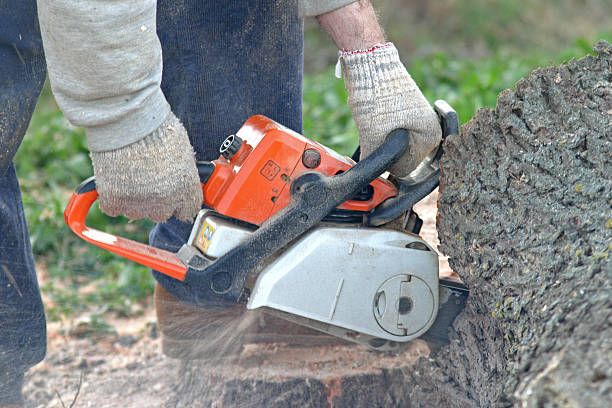 Best Fruit Tree Pruning  in Morrisville, PA