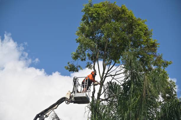 Trusted Morrisville, PA Tree Care Experts