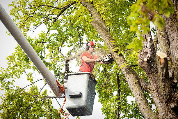 Best Stump Grinding and Removal  in Morrisville, PA