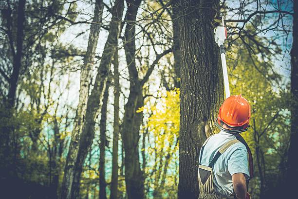 Best Lot and Land Clearing  in Morrisville, PA