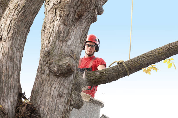 Best Commercial Tree Services  in Morrisville, PA